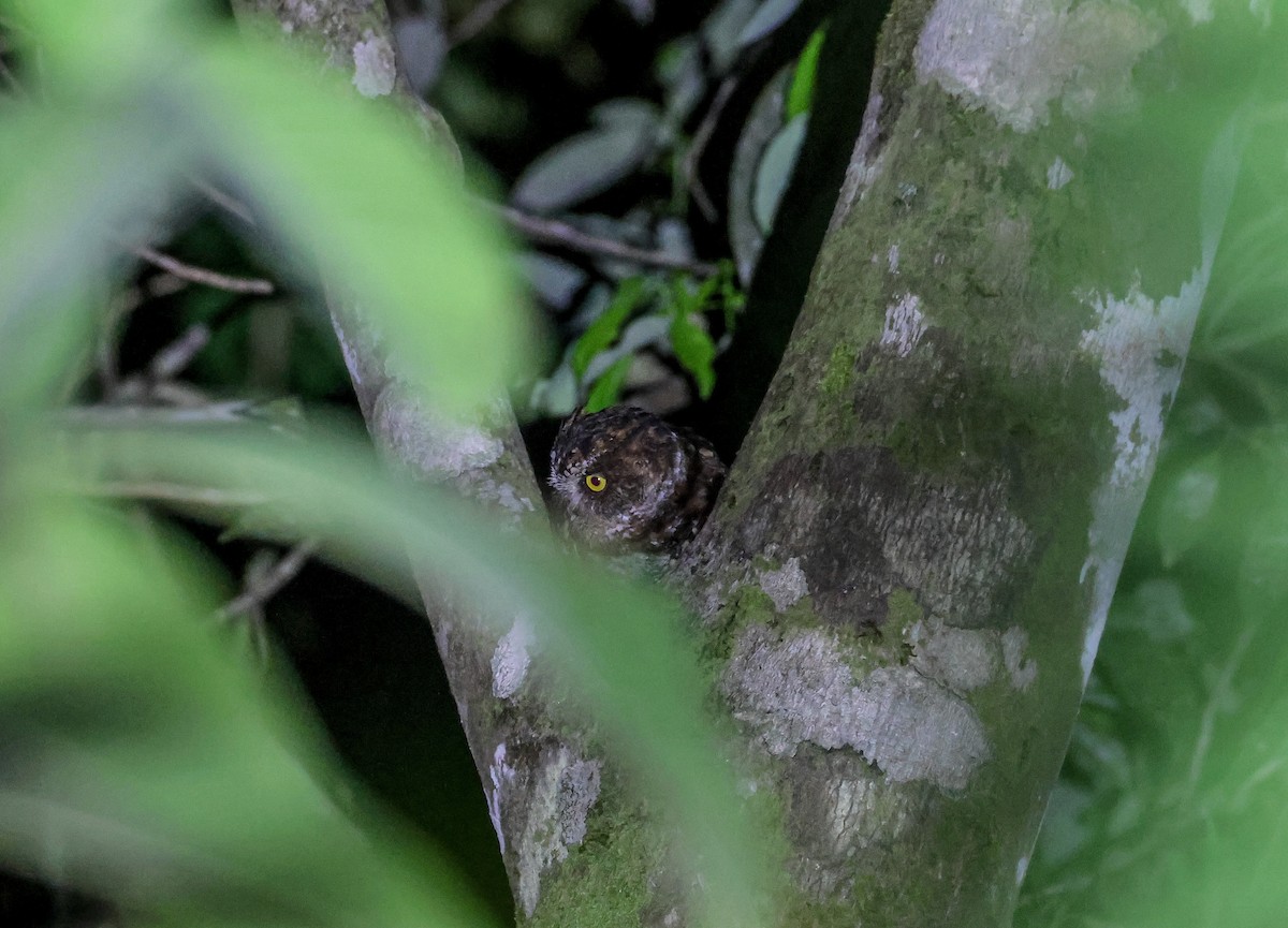 Luzon Scops-Owl - ML569740981