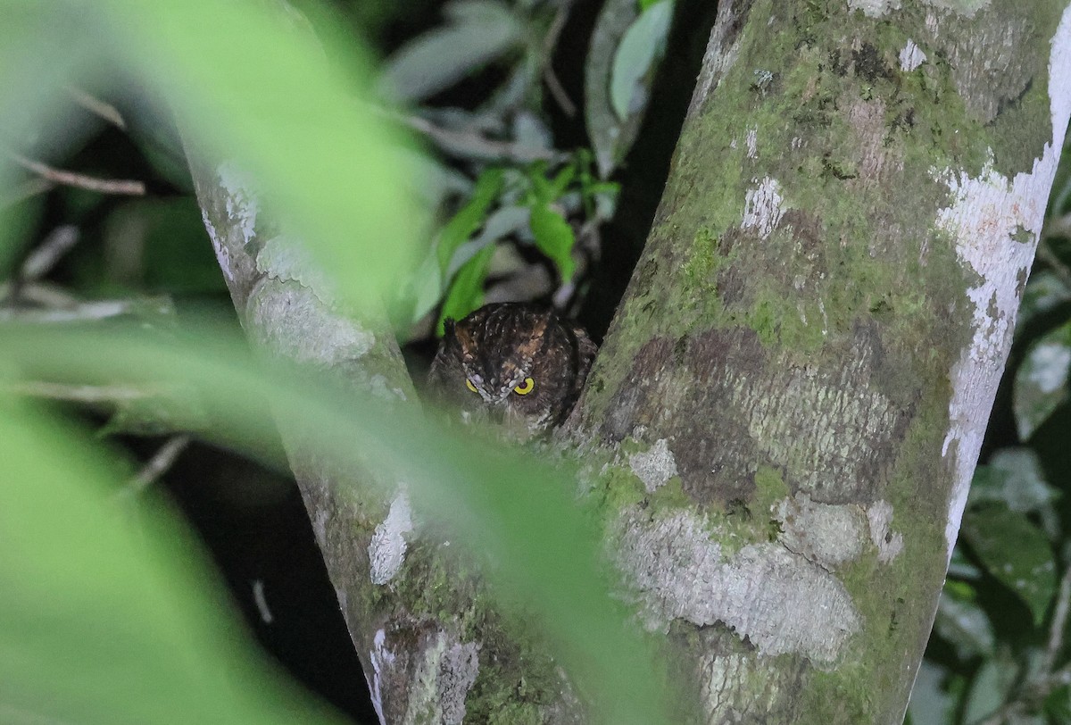 Luzon Scops-Owl - ML569740991