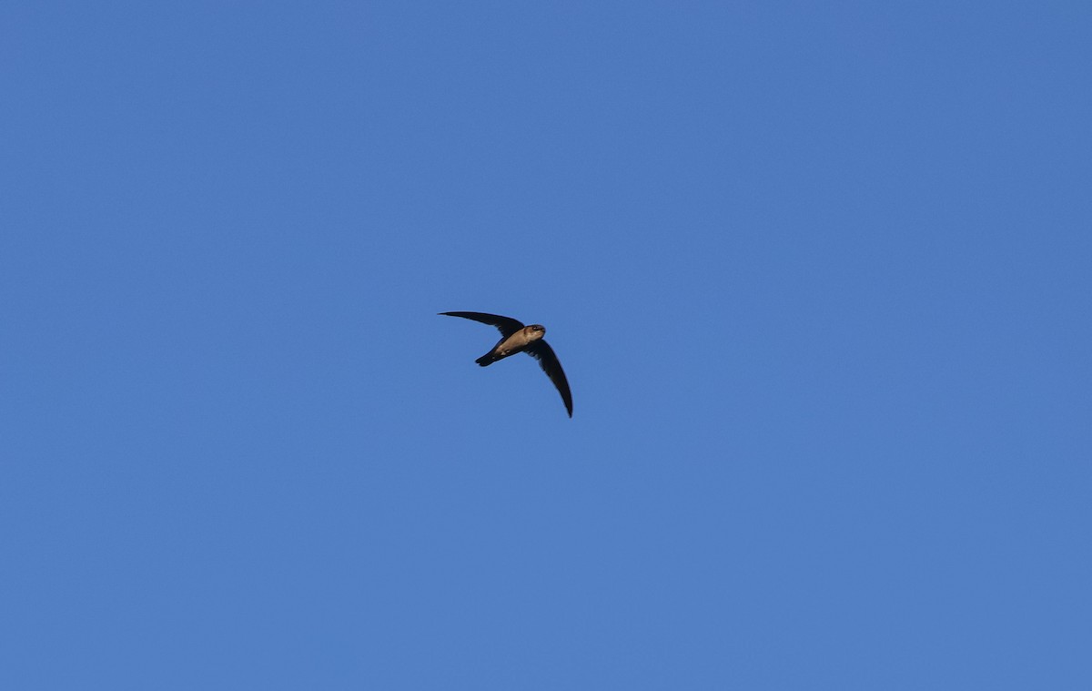 Gray-rumped Swiftlet - ML569741081