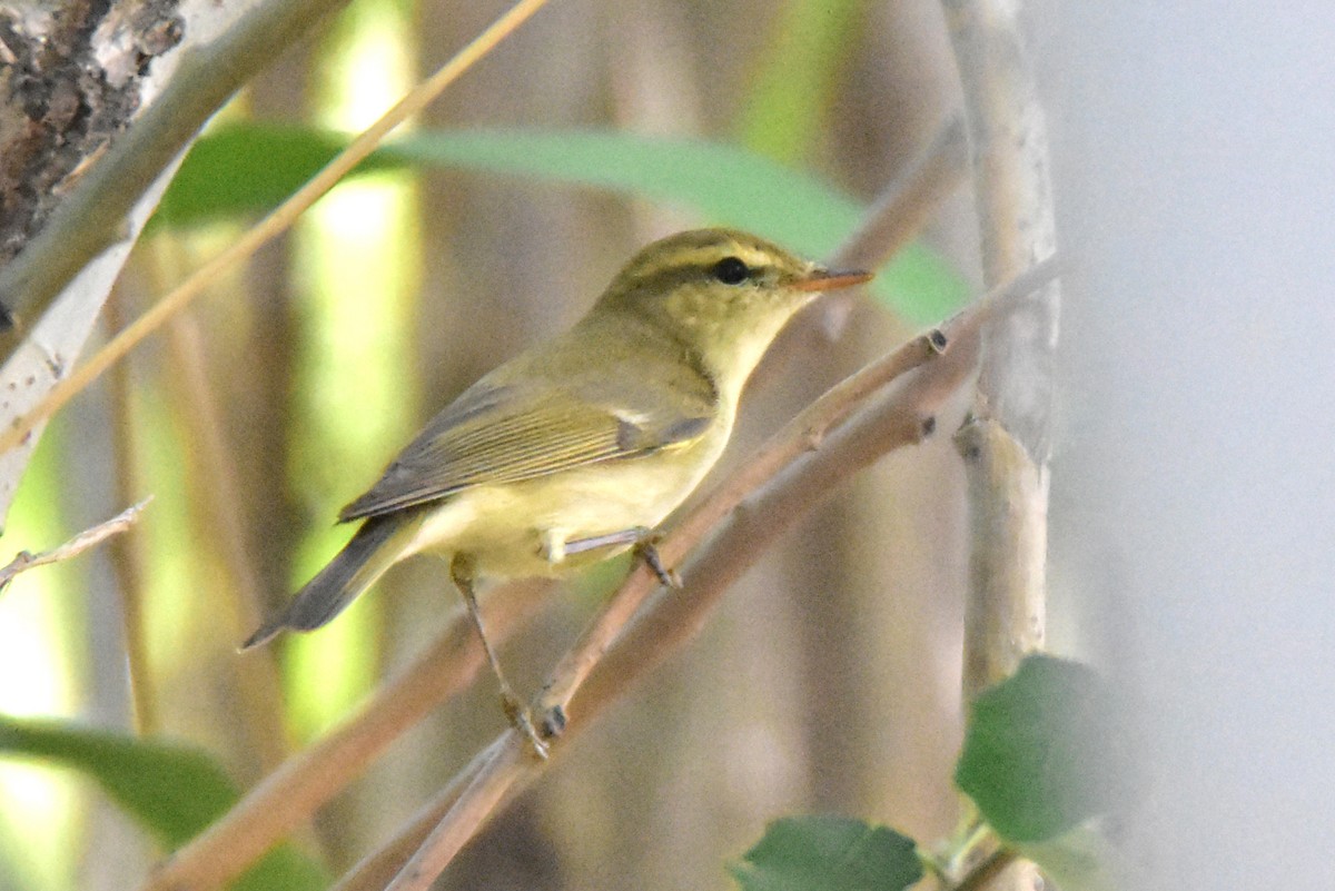 Greenish Warbler - ML569742411