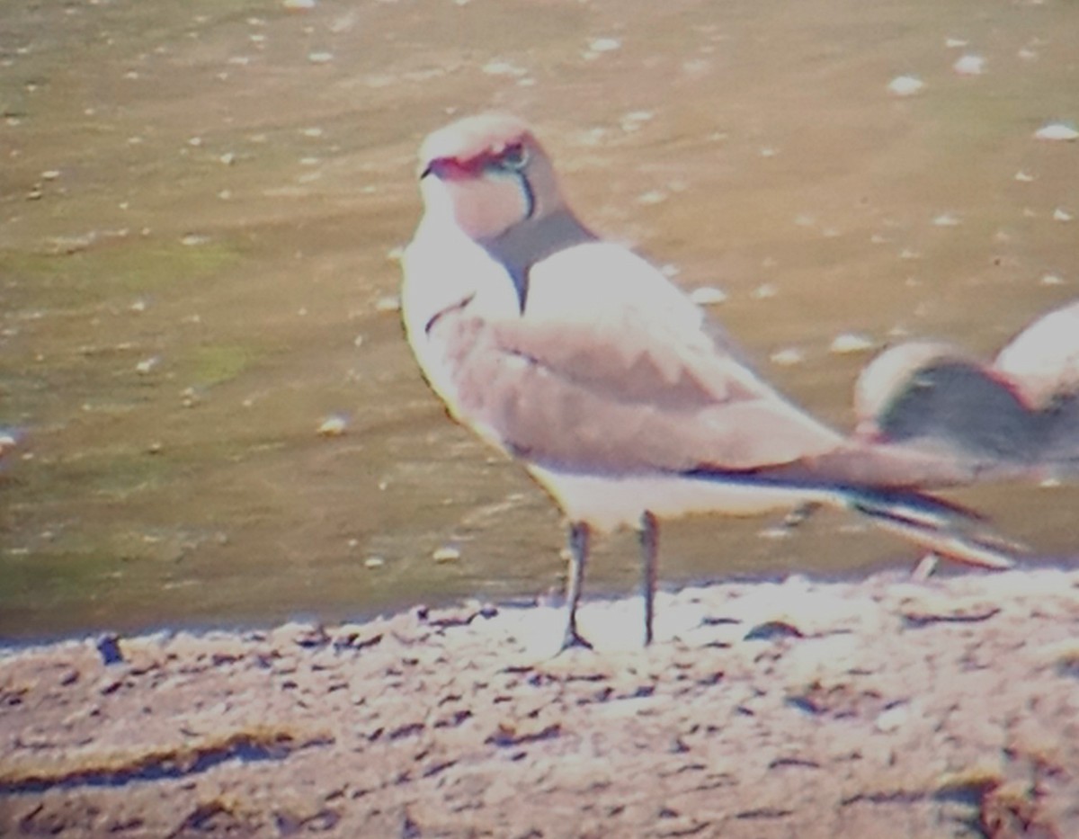 Collared Pratincole - ML569742731