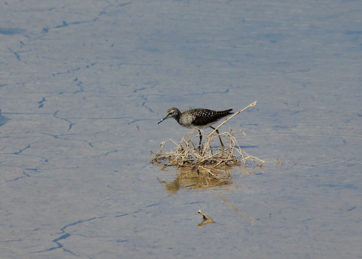 Wood Sandpiper - Marcelino Navarro Barba