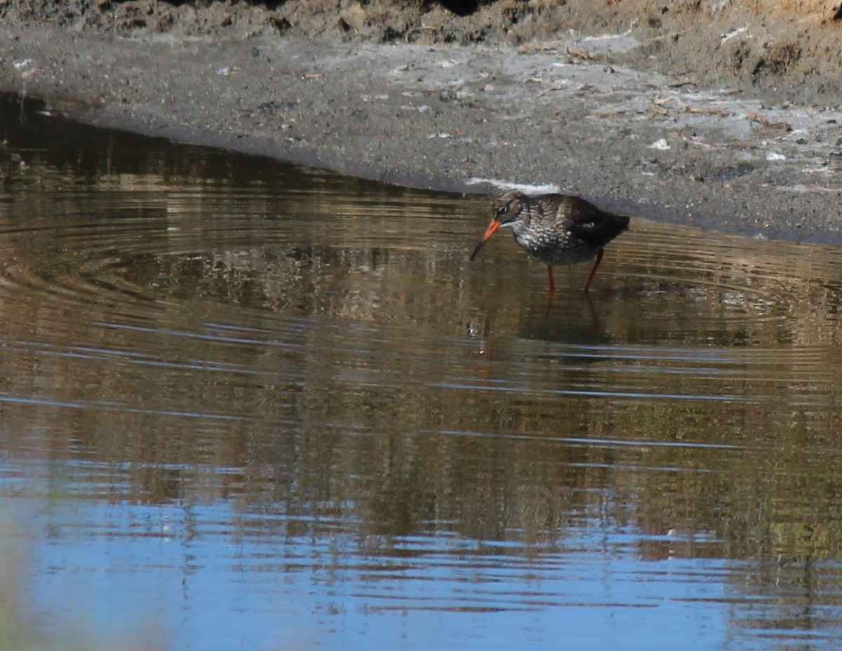 Common Redshank - Marcelino Navarro Barba