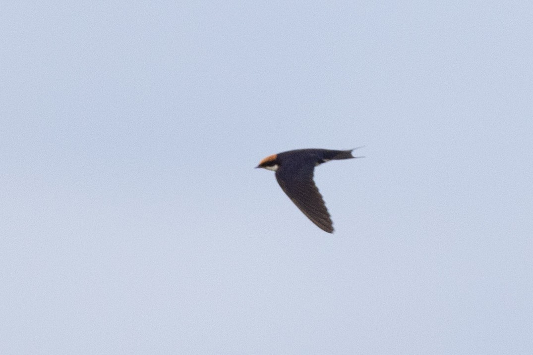 Wire-tailed Swallow - ML569744251