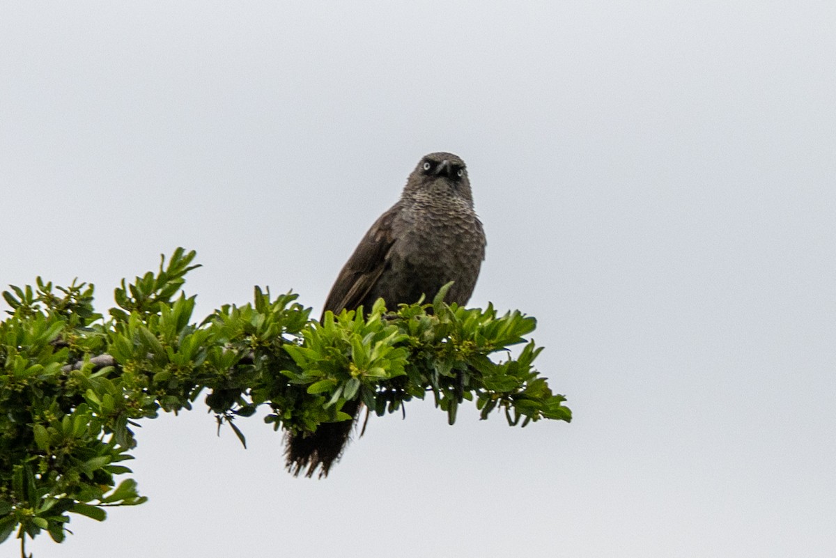 Black-lored Babbler - ML569744271