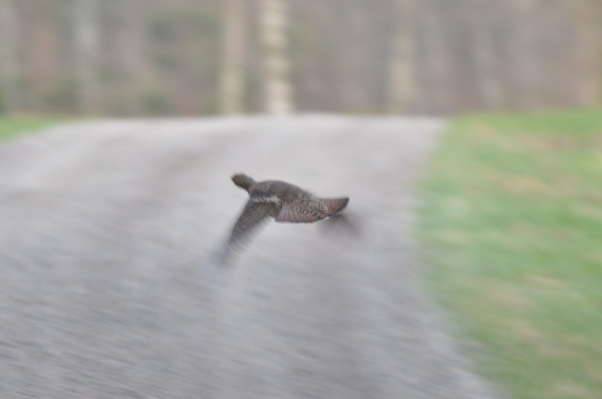 Western Capercaillie - ML569744601