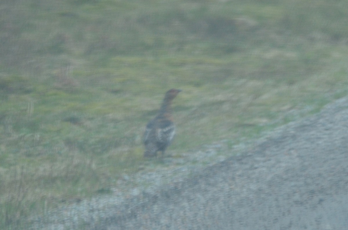 Western Capercaillie - ML569744611