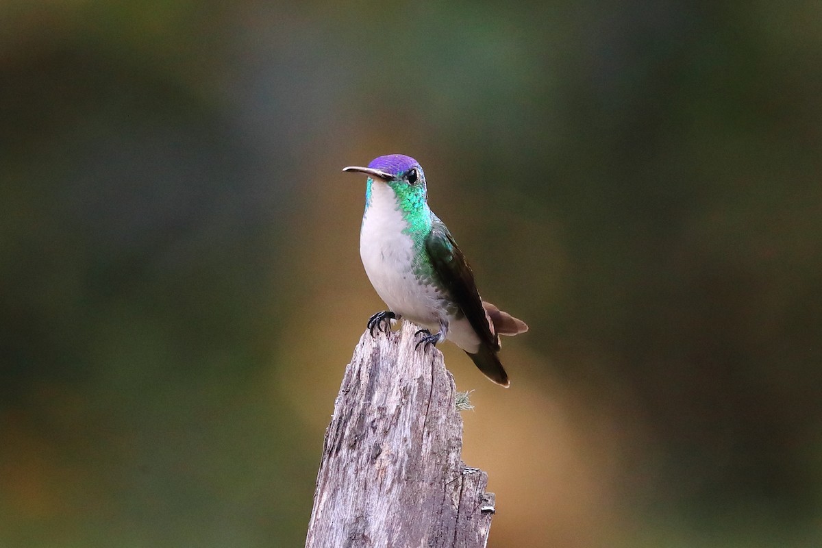 Andean Emerald - ML569744721