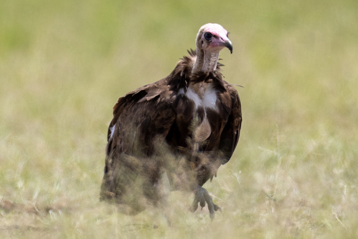 Hooded Vulture - Usama Tabani