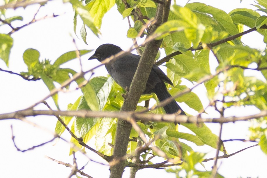 Slate-colored Boubou - Usama Tabani