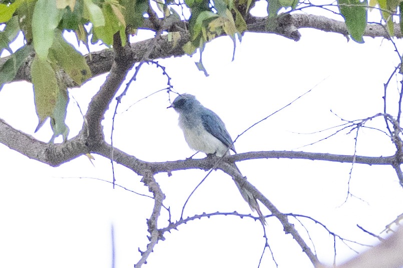 African Blue Flycatcher - Usama Tabani