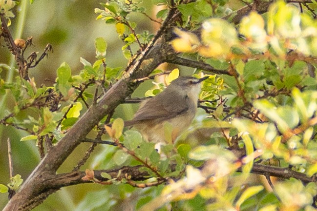 Tawny-flanked Prinia - Usama Tabani