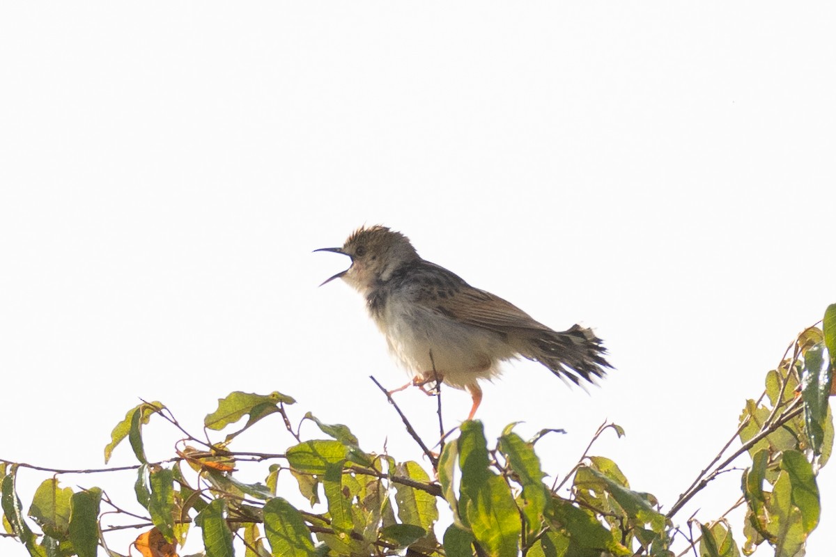 Rattling Cisticola - Usama Tabani