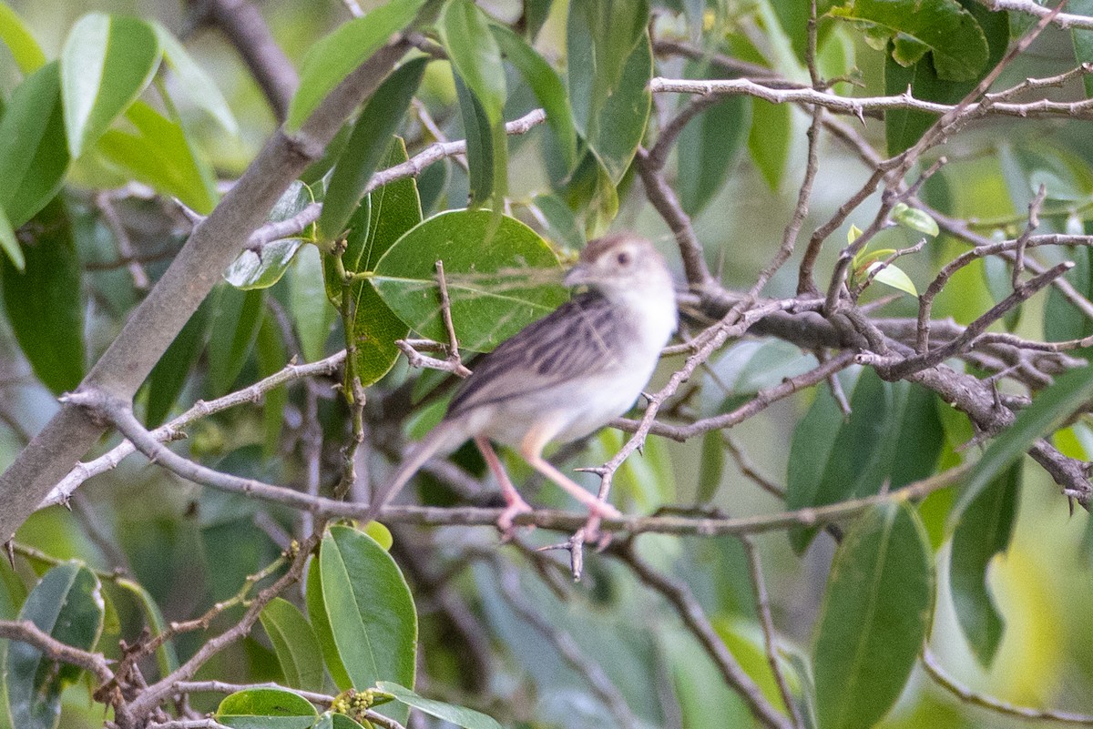 Rattling Cisticola - ML569745241