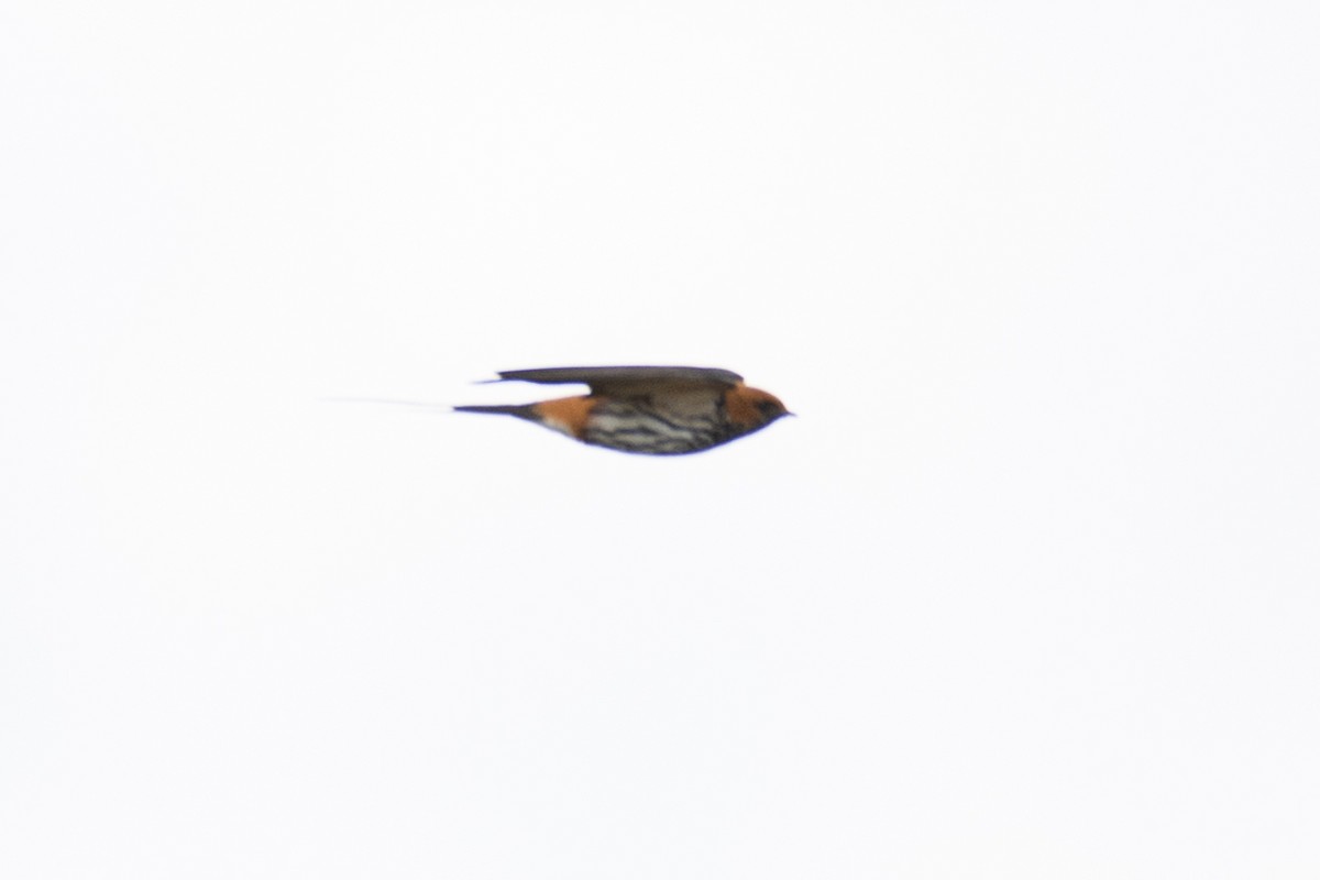 Lesser Striped Swallow - Usama Tabani