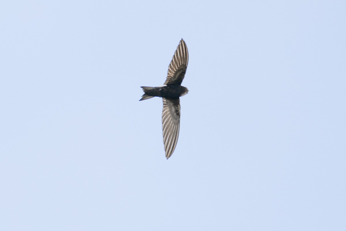 White-headed Sawwing - Usama Tabani