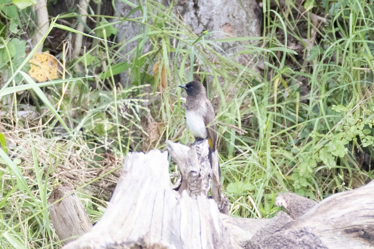 Common Bulbul - Usama Tabani