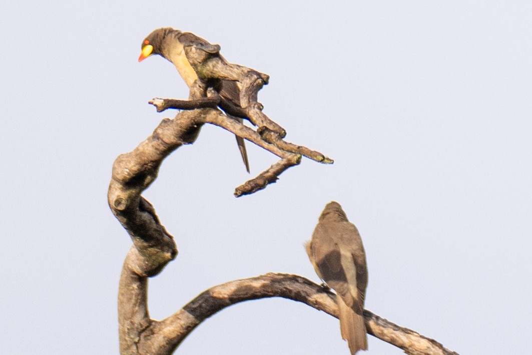 Yellow-billed Oxpecker - ML569745531