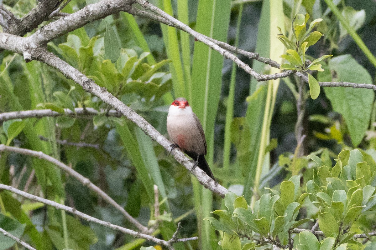 Common Waxbill - ML569745721