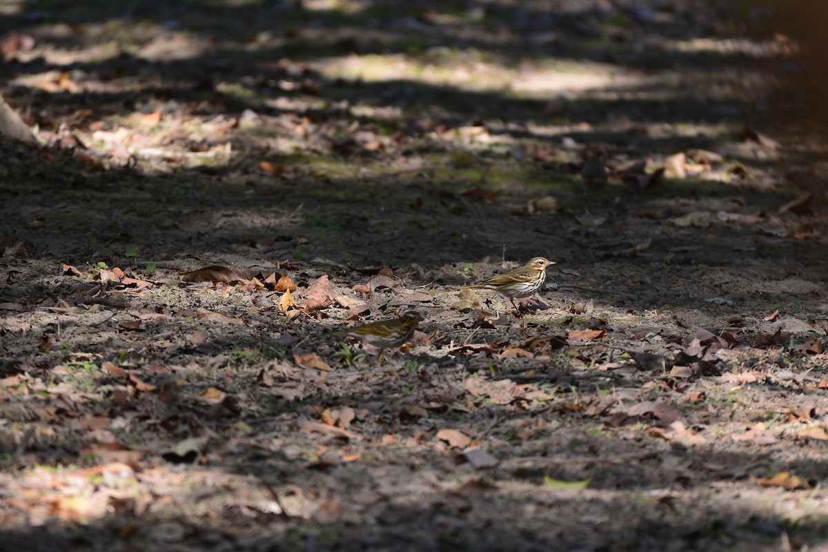 Olive-backed Pipit - ML569745811