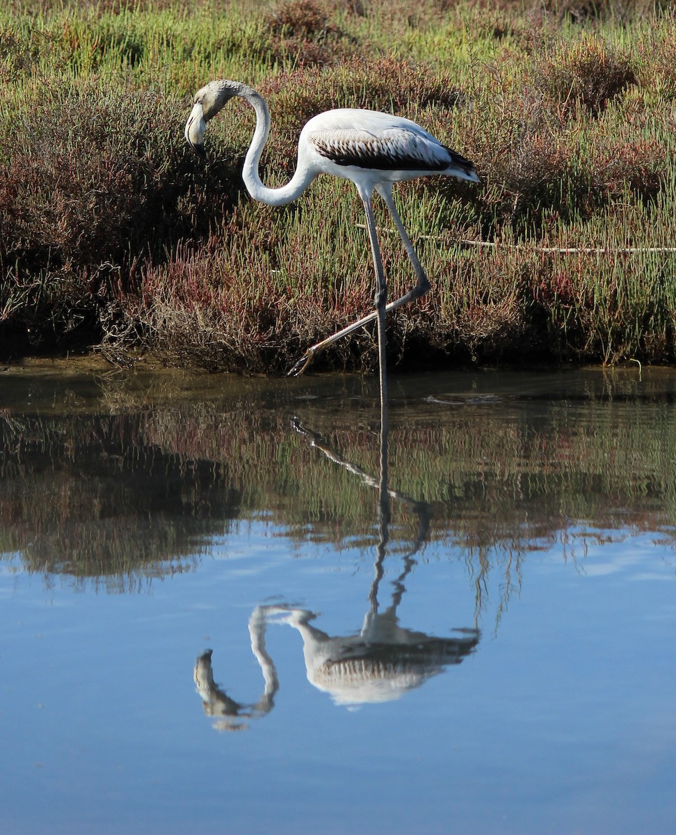 Greater Flamingo - Marcelino Navarro Barba