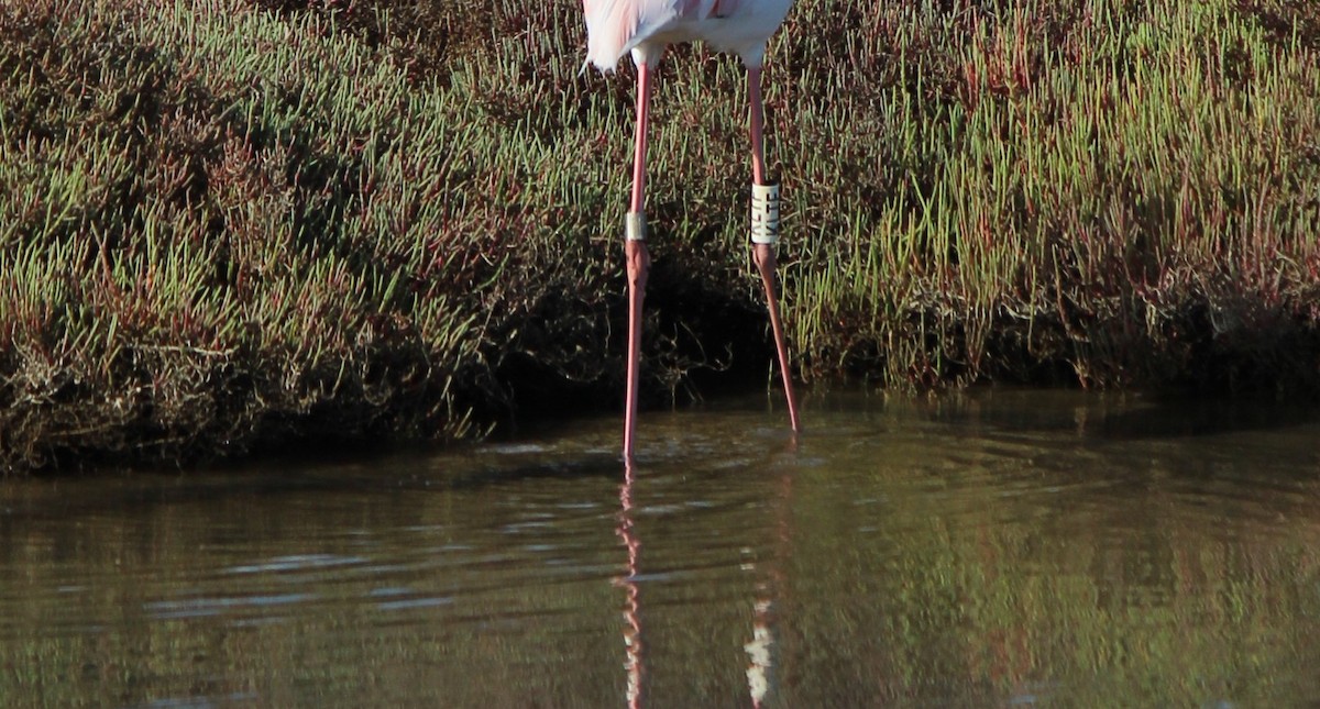 Greater Flamingo - Marcelino Navarro Barba