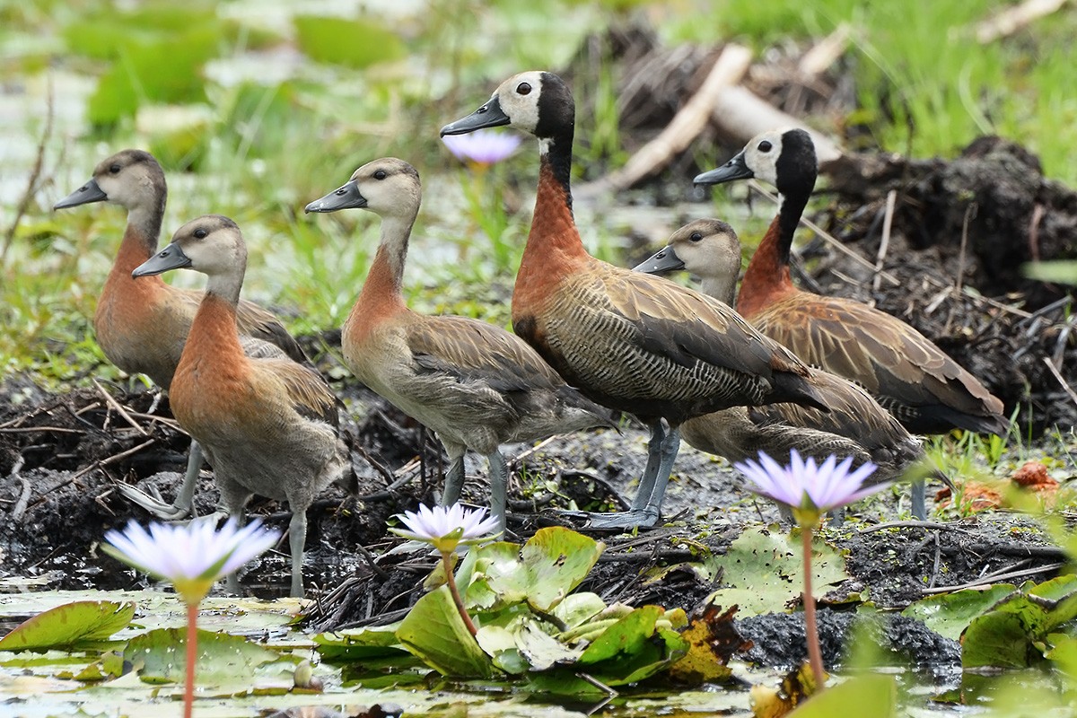 White-faced Whistling-Duck - ML569747221