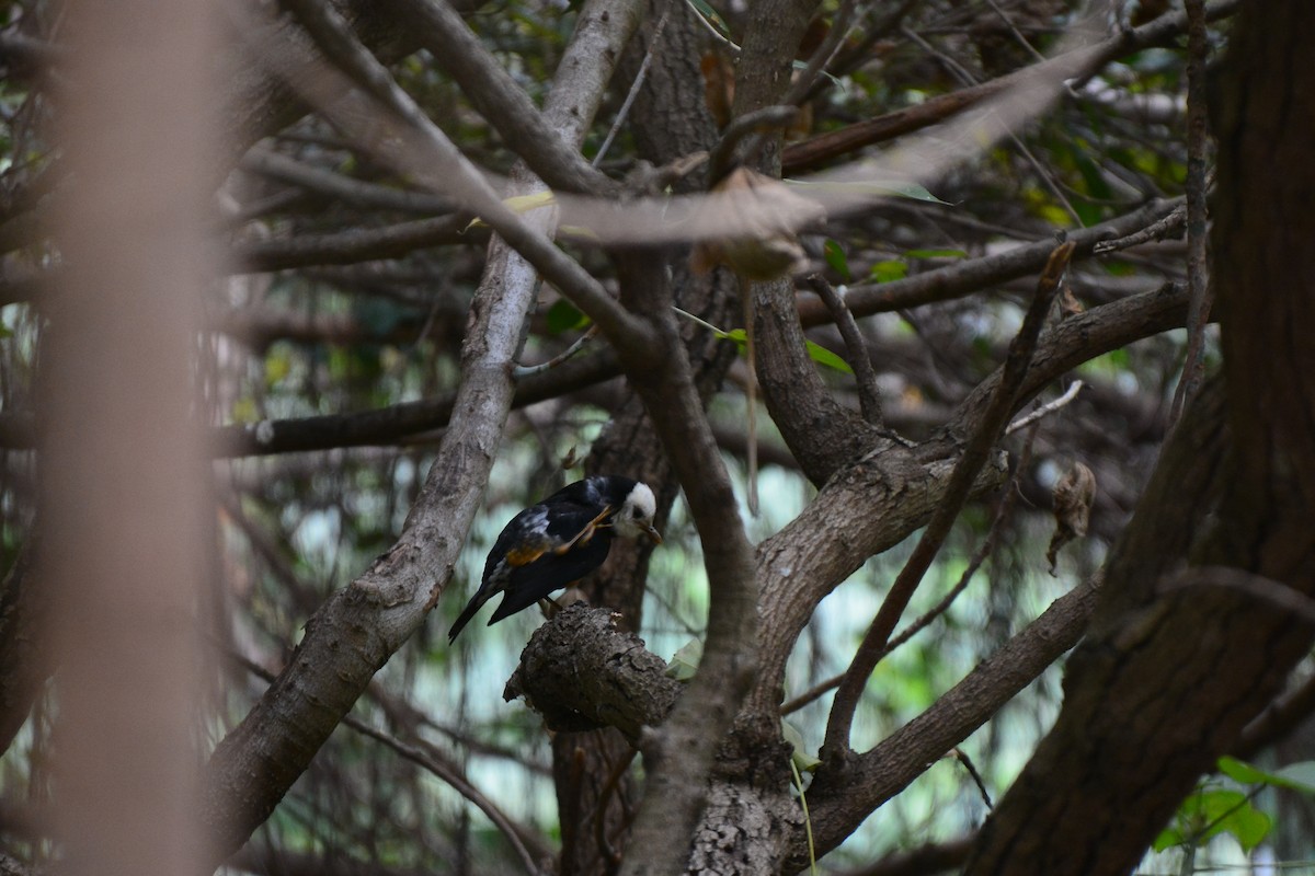 Taiwan Thrush - ML569749561