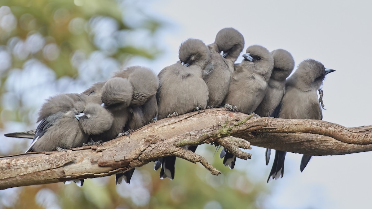 Dusky Woodswallow - ML569749741