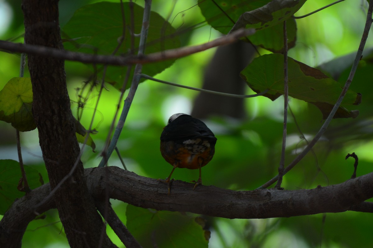 Taiwan Thrush - ML569749941