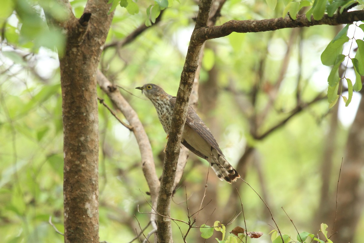 Common Hawk-Cuckoo - Druva  Murali