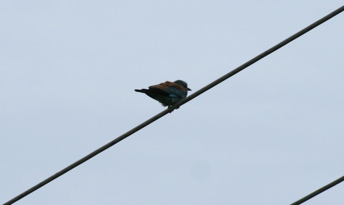 European Roller - Savvas Grigoriadis