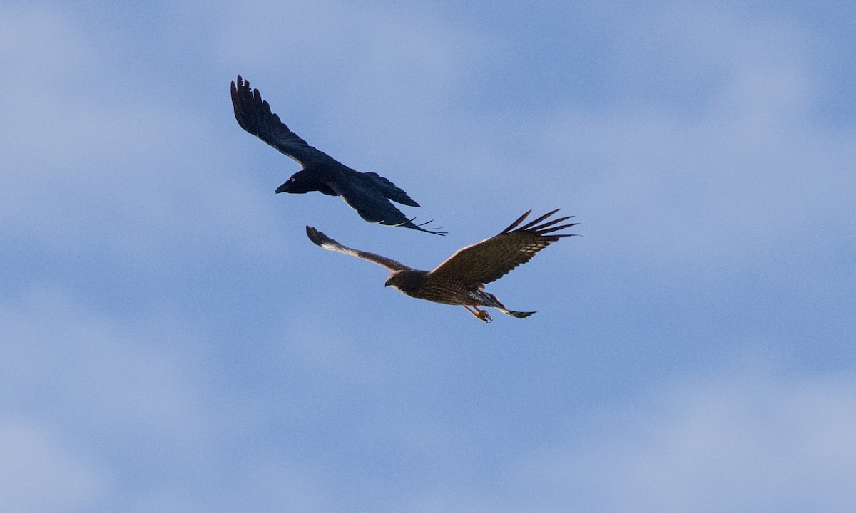 Spotted Harrier - ML569751191