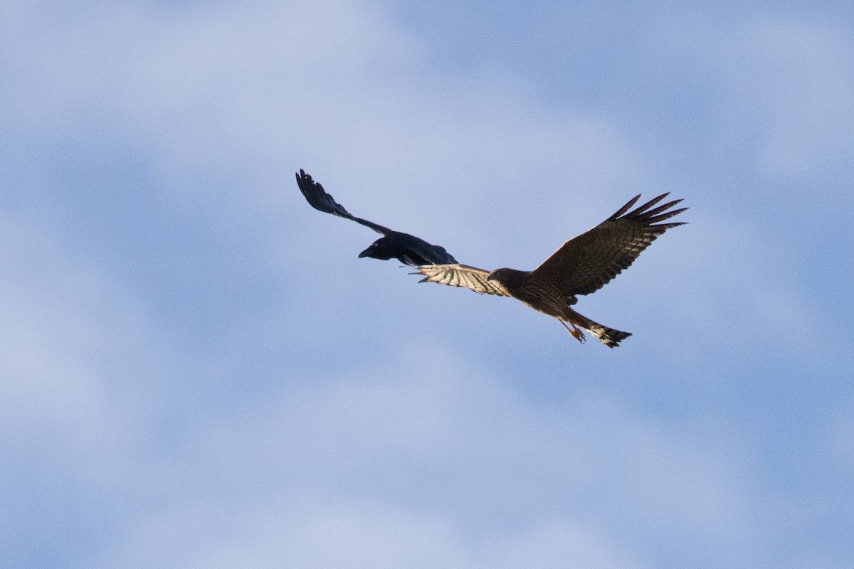 Spotted Harrier - ML569751201