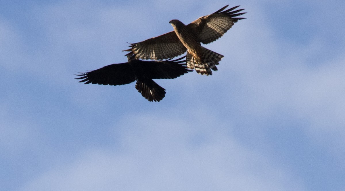 Spotted Harrier - ML569751221