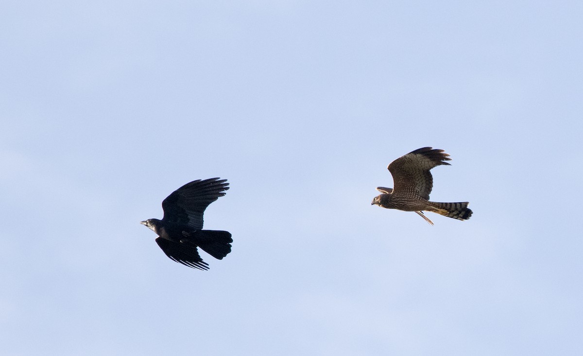 Spotted Harrier - ML569751231