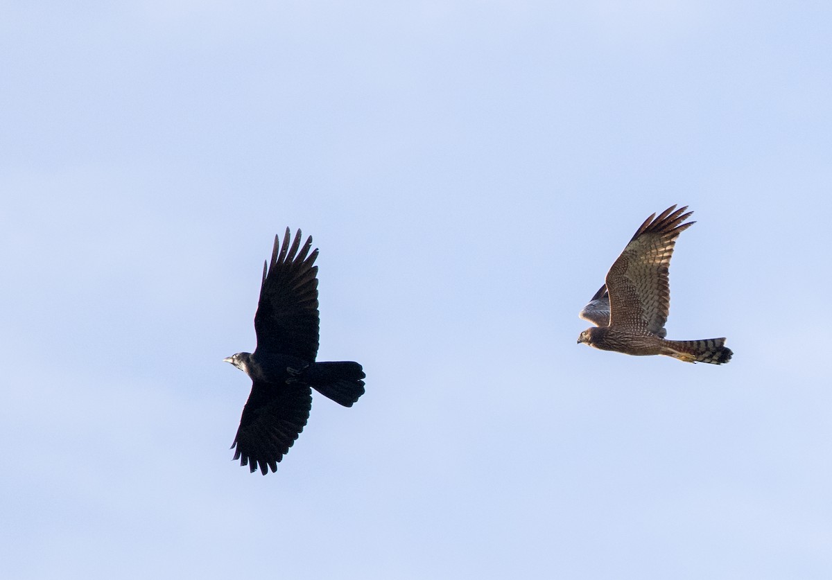 Spotted Harrier - ML569751241