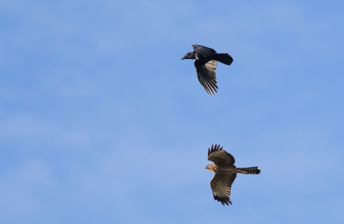 Spotted Harrier - ML569751261