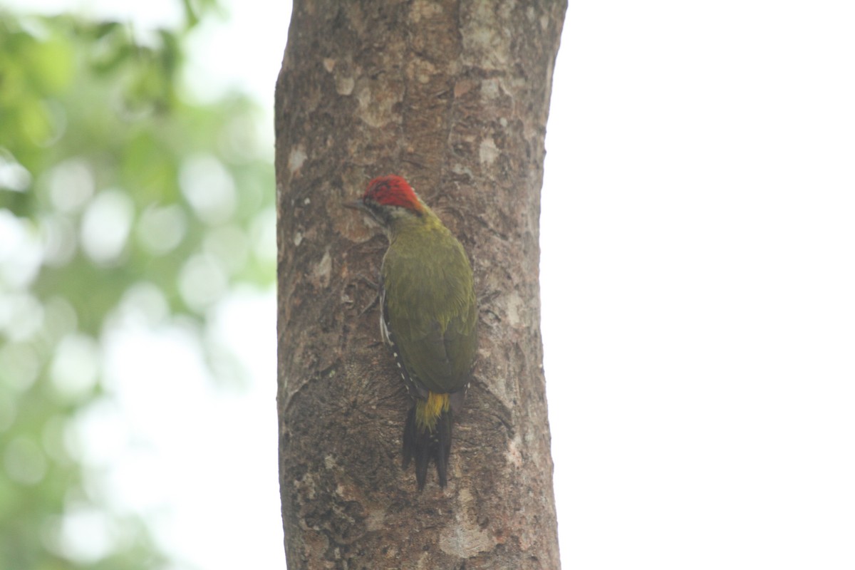 Streak-throated Woodpecker - Druva  Murali