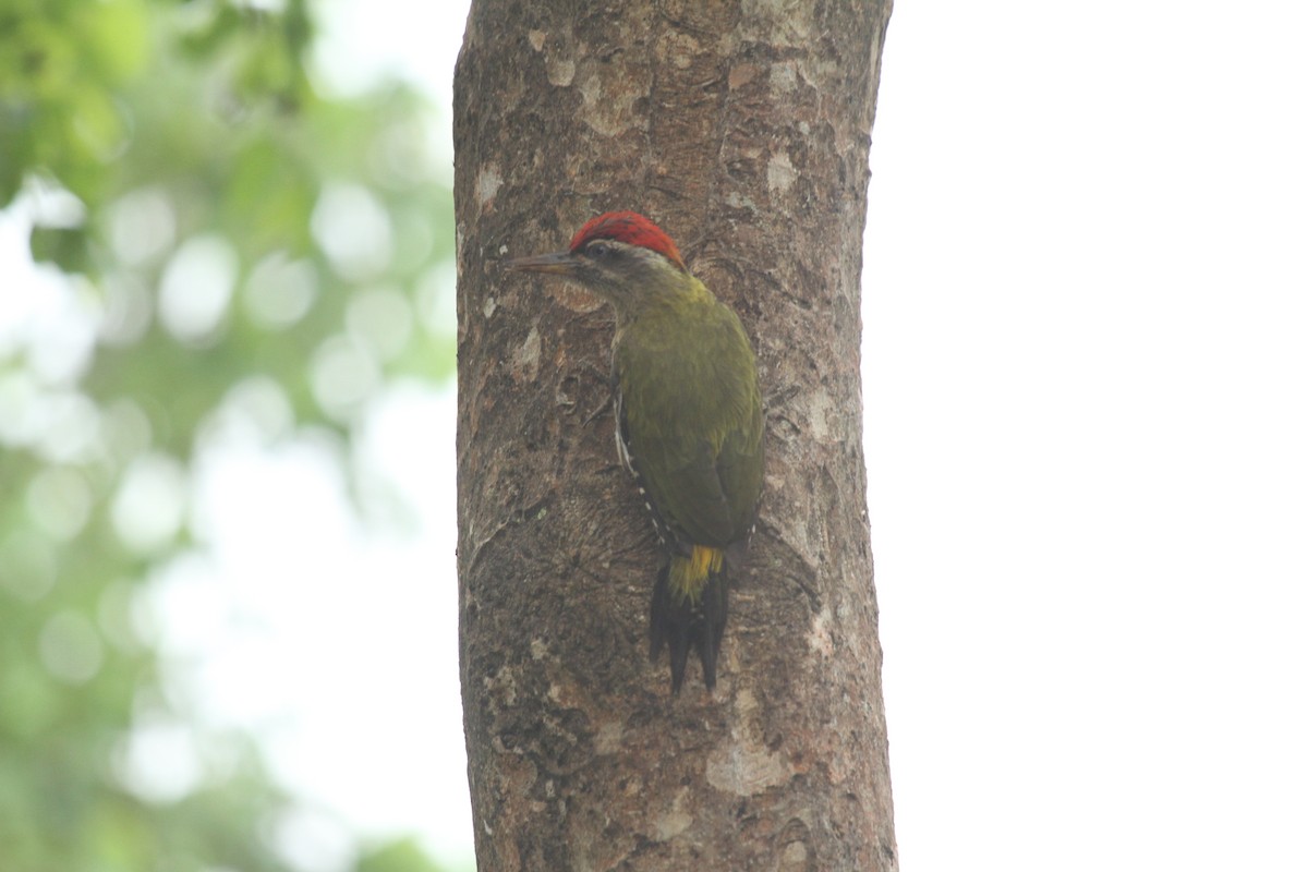 Streak-throated Woodpecker - Druva  Murali