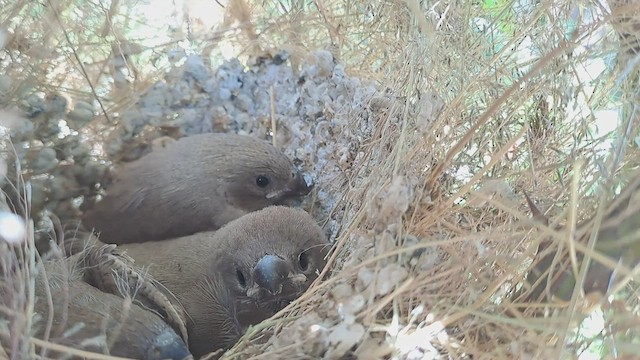 オオイッコウチョウ - ML569751591