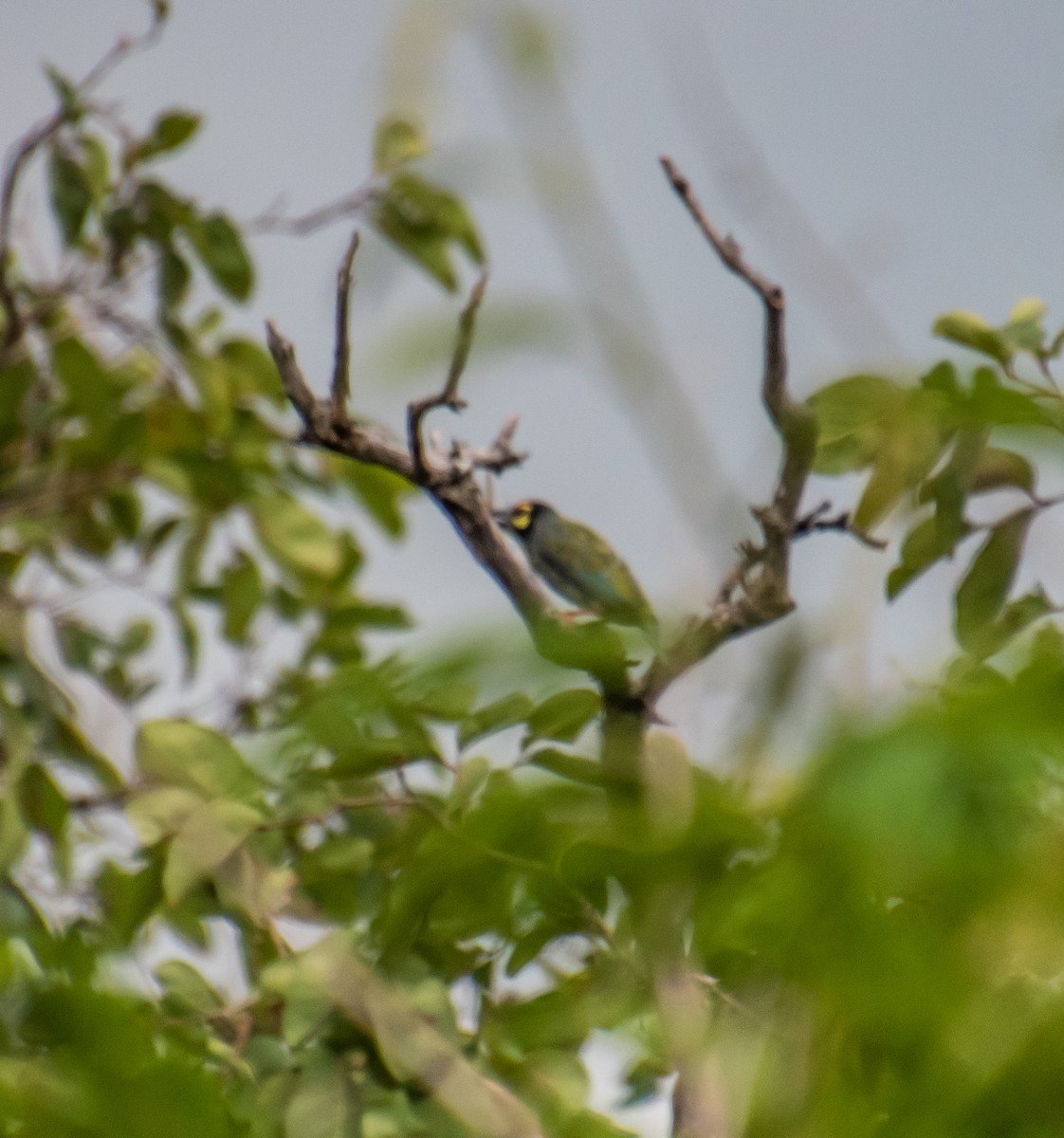 Coppersmith Barbet - Badri Narayan