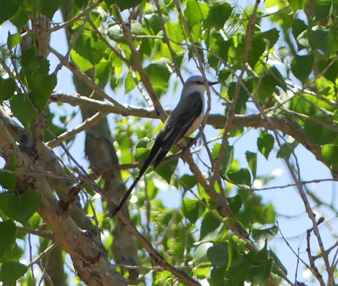 Scissor-tailed Flycatcher - Brandon K. Percival