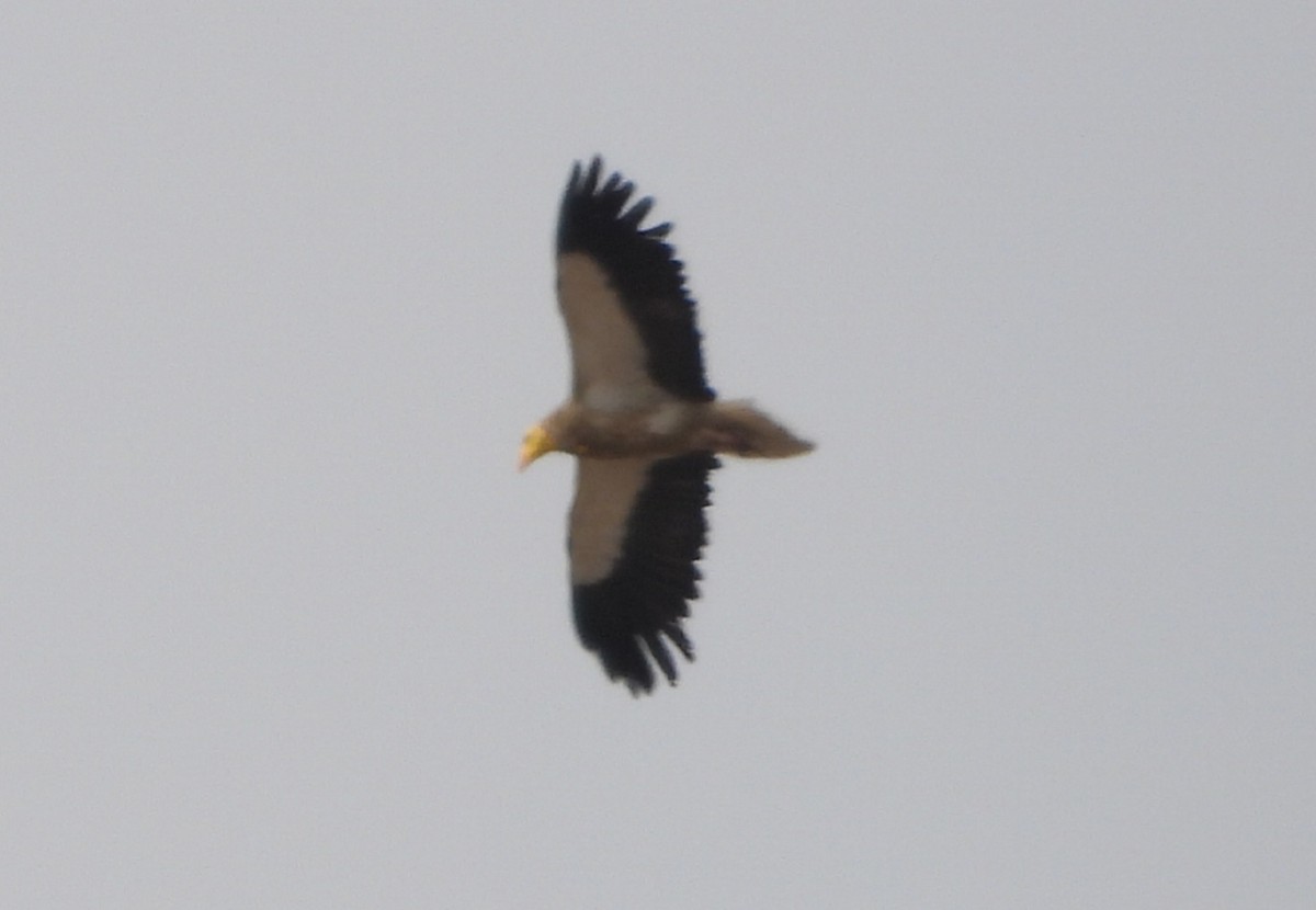 Egyptian Vulture - ML569756631