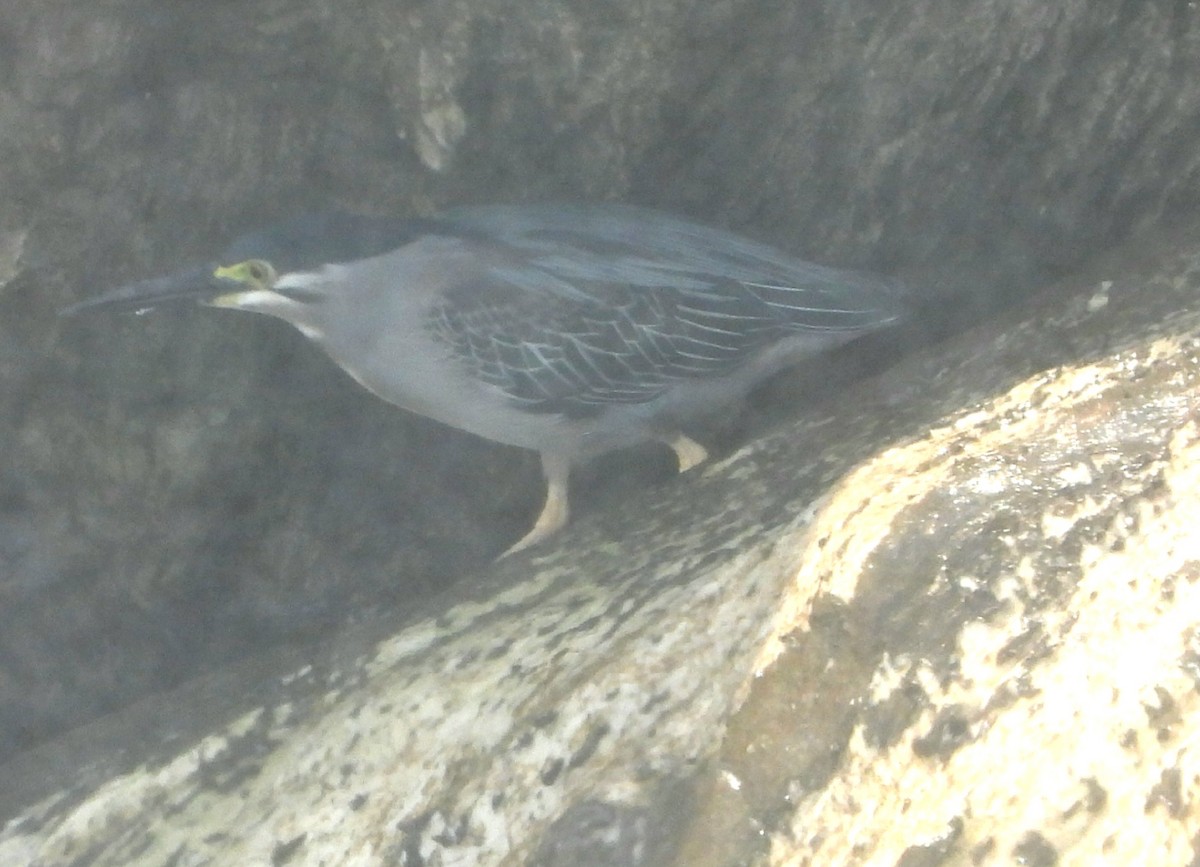 Striated Heron - ML569756721