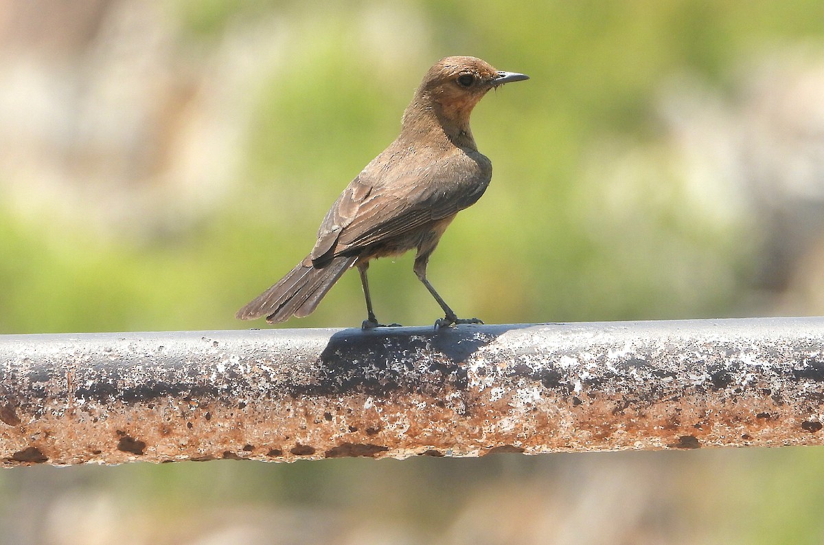 Brown Rock Chat - Jageshwer verma