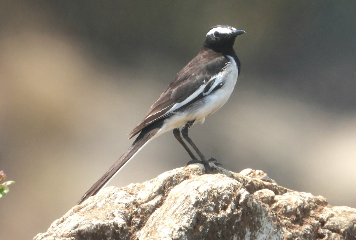 White-browed Wagtail - ML569757121