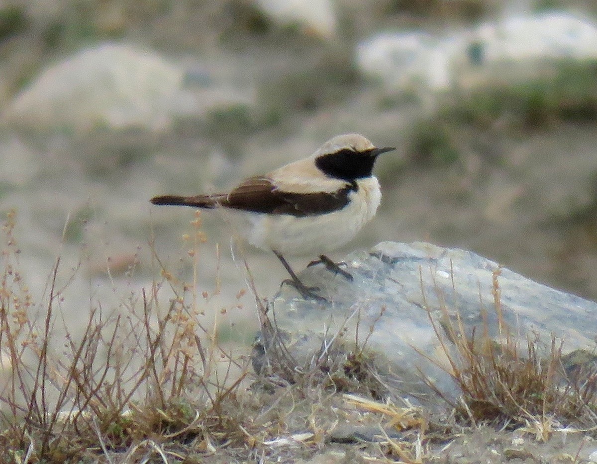 Desert Wheatear - ML56975781