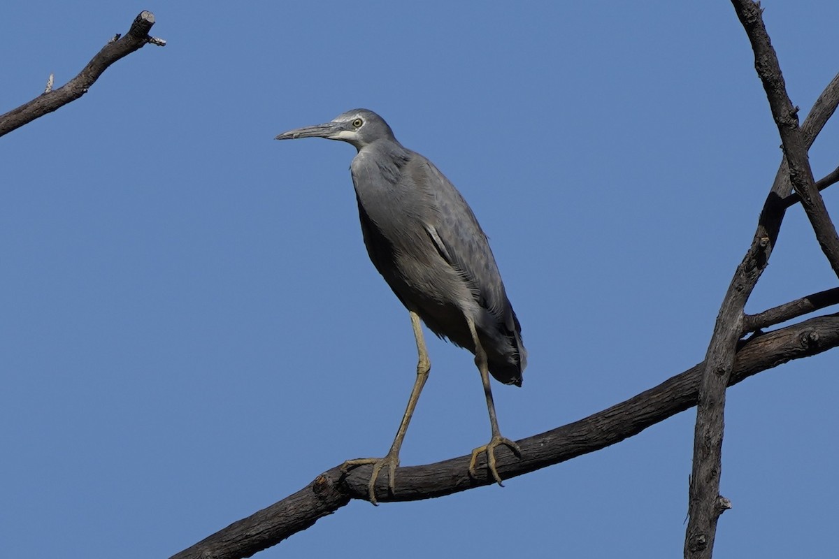 White-faced Heron - ML569758121