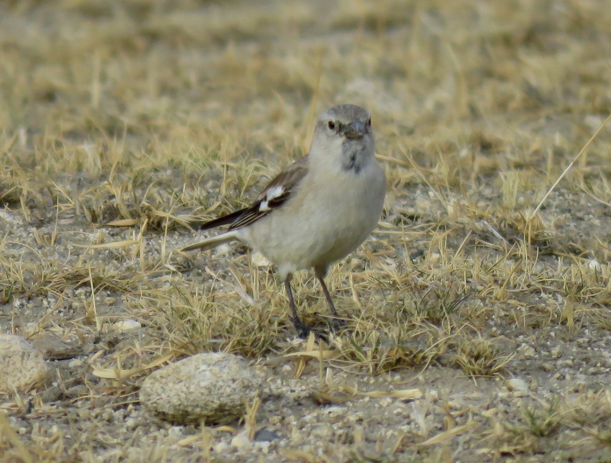 Black-winged Snowfinch - Mich Coker